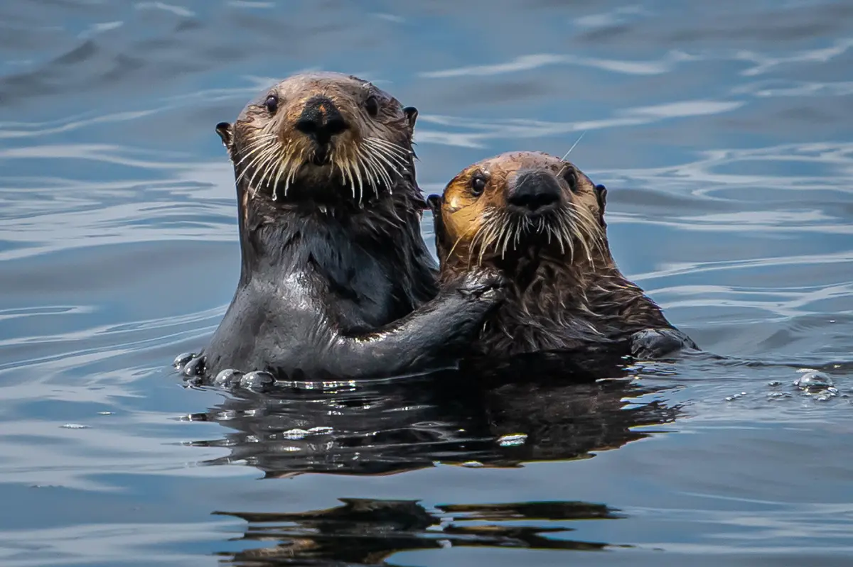 Sea otters
