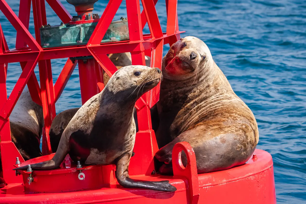 Sea lions