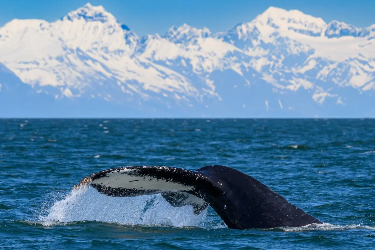 Whale watching