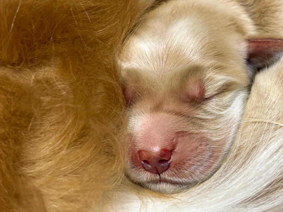 Legend-Puppy-Bayley-FB