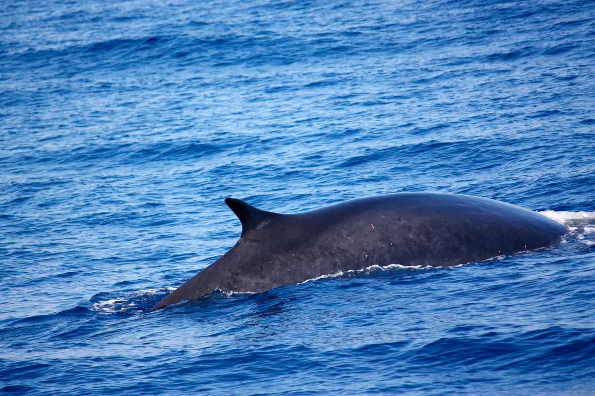 Fin whale